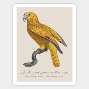 Le Perroquet Jaune Ecaille de Rouge Parrot - 19th century Jacques Barraband Illustration Magnet